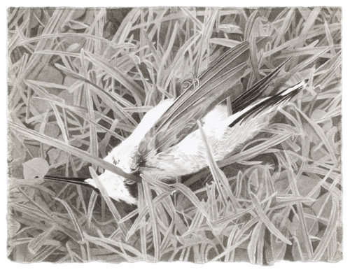 Canaries in the Coal Mine: Where have all the birds gone?
